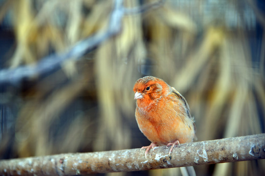 紅襟鳥