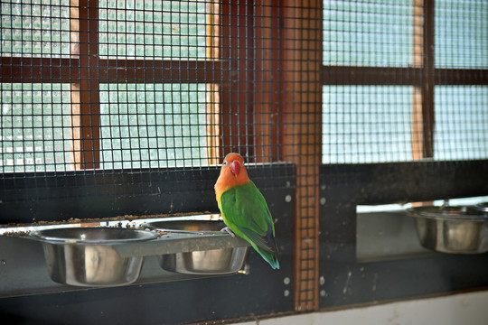 鳥類攝影
