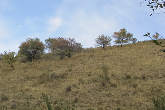 山坡