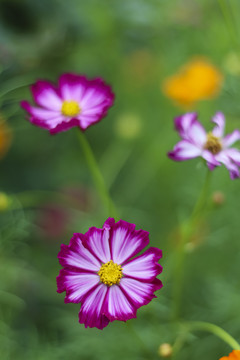 格桑花