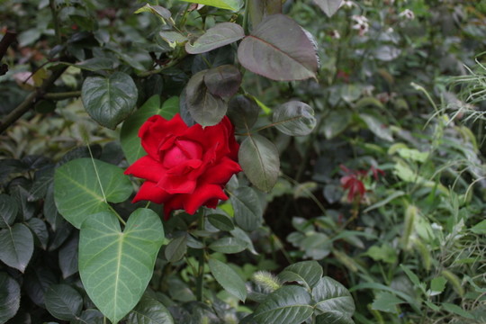 紅月季