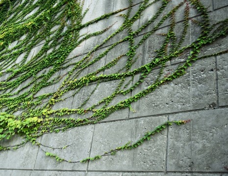 爬山虎
