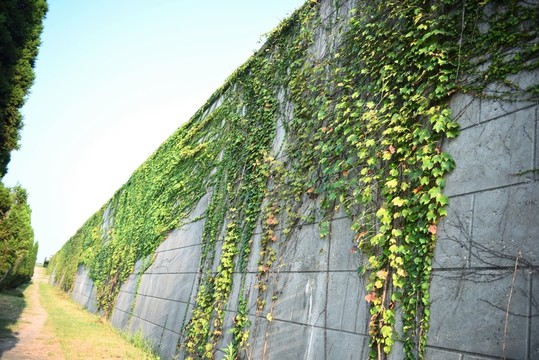 爬山虎