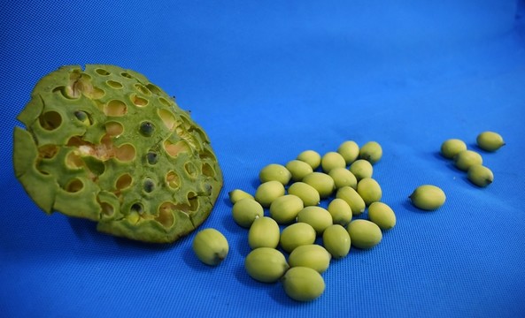 蓮蓬