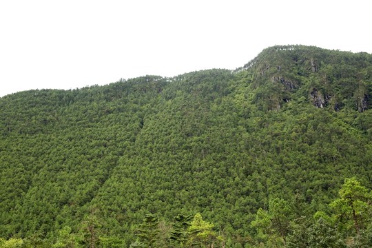 大山植被