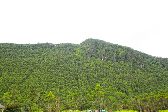 大山森林