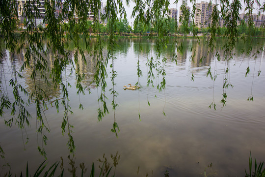 生態(tài)公園