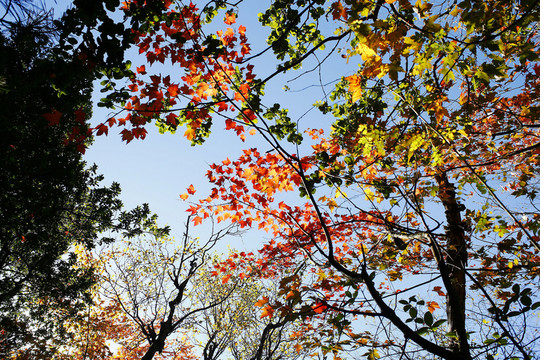 紅葉