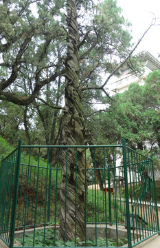 龍角柏樹 麻花柏樹