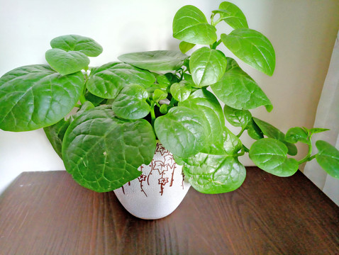 綠色盆栽 木耳菜