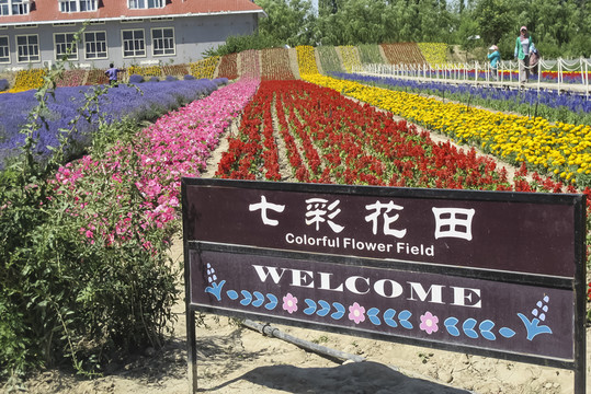 薰衣草園
