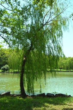 河邊垂柳