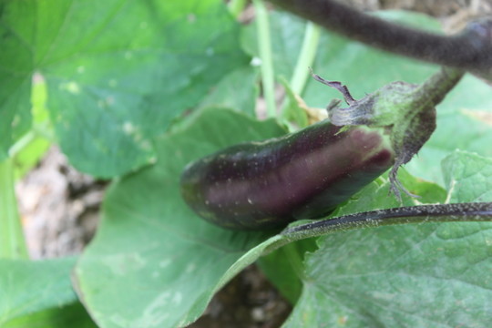 茄子