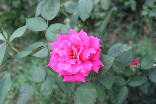 月季花