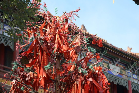 許愿樹