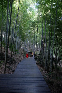 竹林 竹子