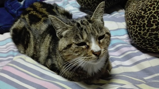 貓