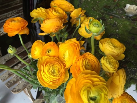 靜物 花卉