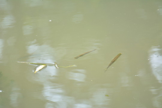 池塘里的魚兒