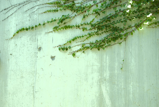 植物墻 爬山虎 白墻