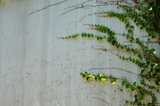植物墻 爬山虎 白墻