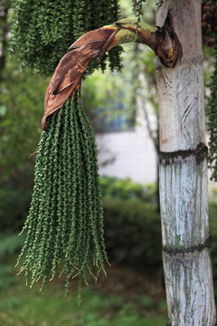 魚尾葵