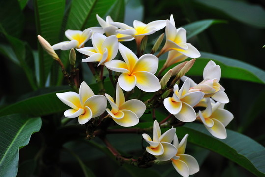雞蛋花