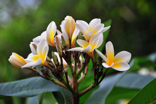 雞蛋花