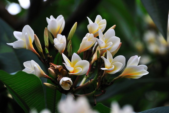 雞蛋花