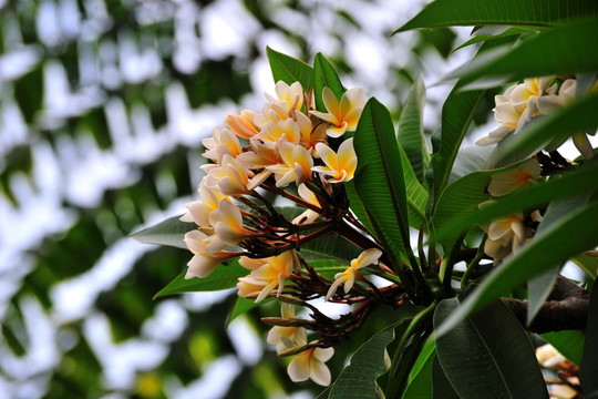 雞蛋花