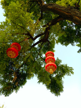 大紅燈籠