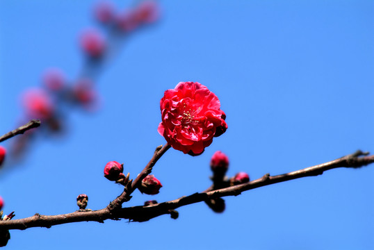 榆葉梅花枝