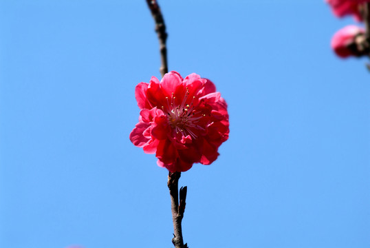 特寫 榆葉梅
