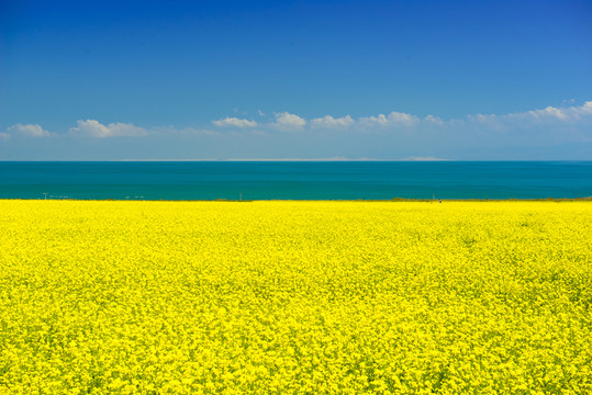 青海湖 油菜花海