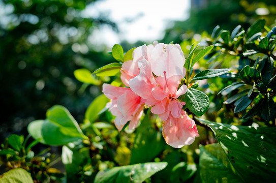 杜鵑花
