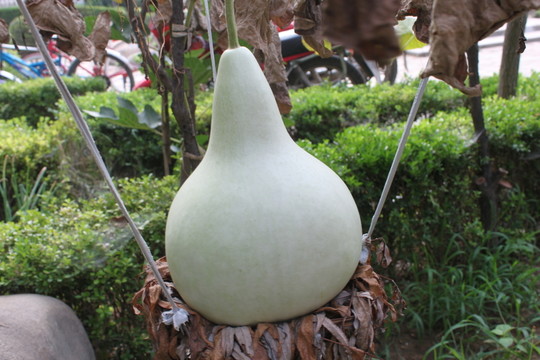 葫蘆