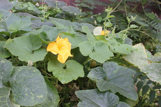 萵瓜花