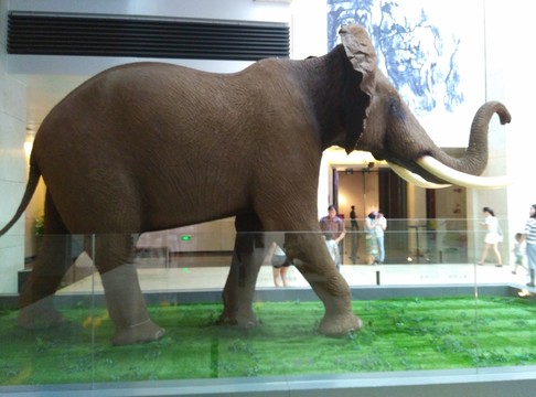 野生動(dòng)物標(biāo)本