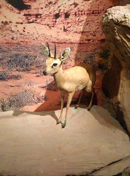 野生動物標本