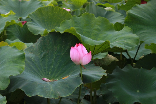 荷花高清