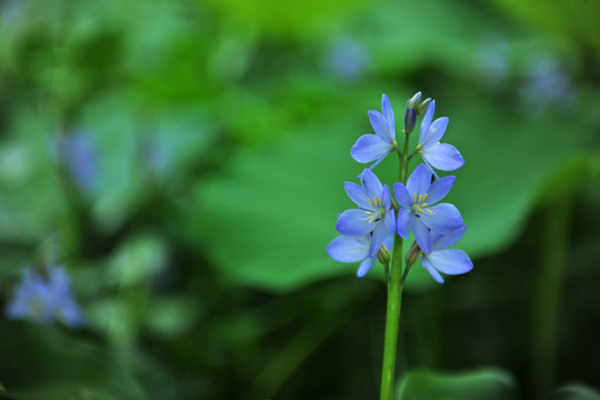 紫色小花