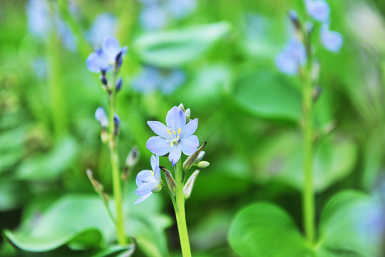 紫色小花  水草