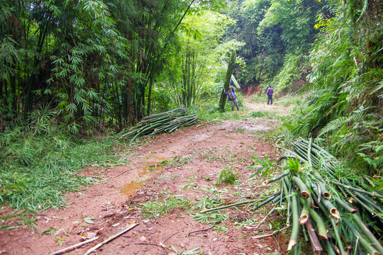 竹类采伐运输