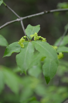 黃色小野花