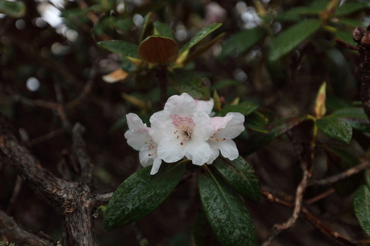 碧沽天池