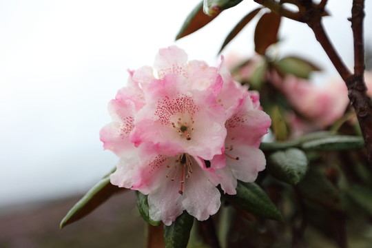碧沽天池