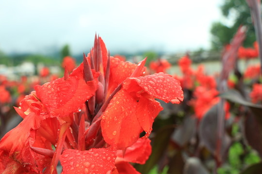 花