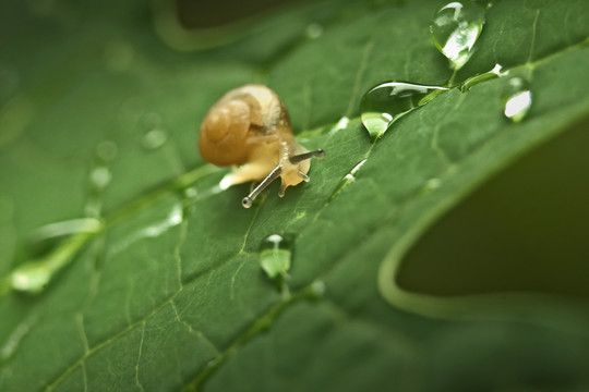 水珠與蝸牛