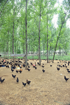 生態(tài)養(yǎng)殖 生態(tài)莊園