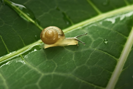 水珠与蜗牛